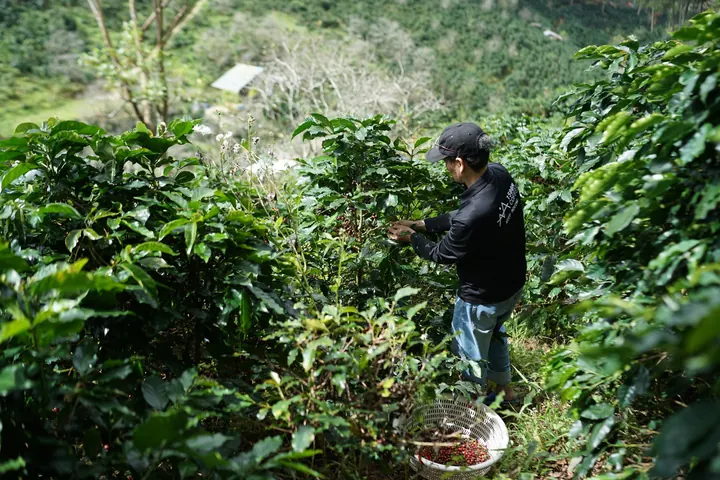 Coffee grower on a Colombian farm, Colombia
