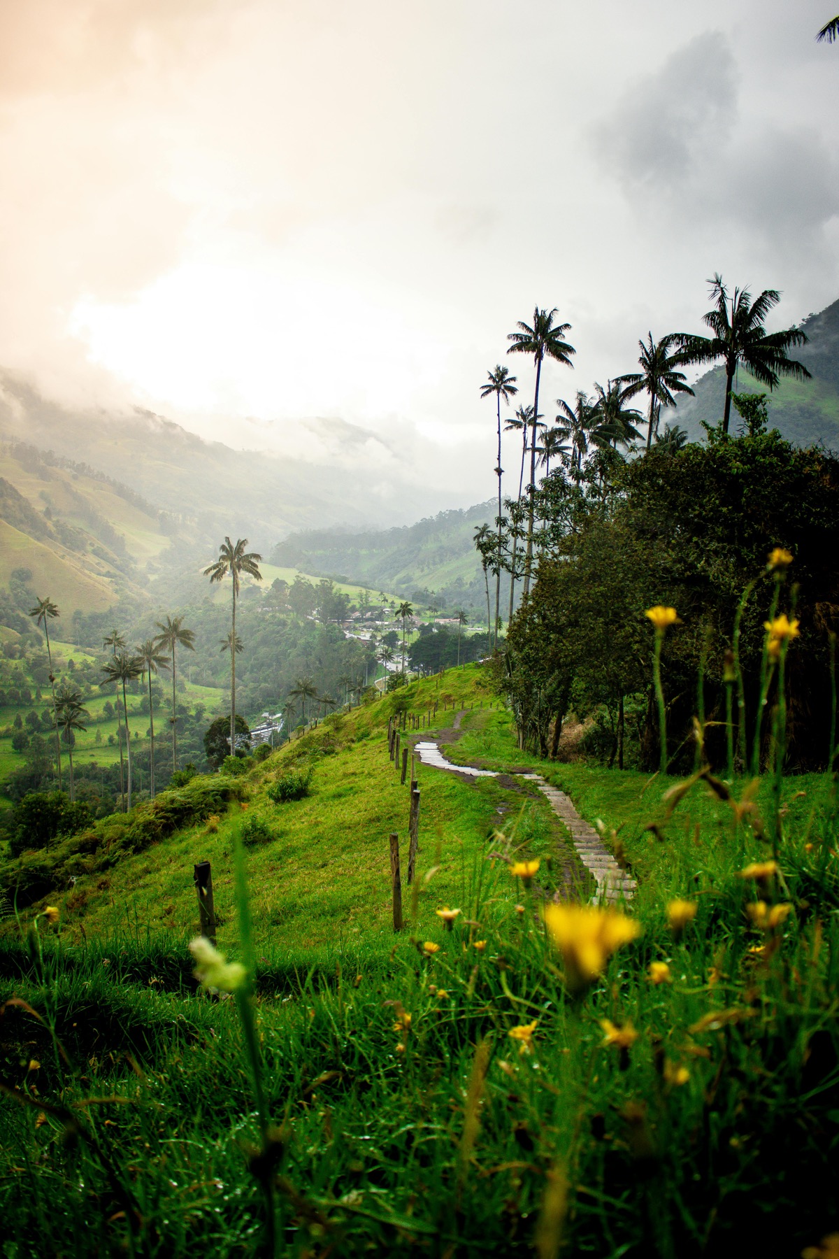 Valle del Cocora Colombia wax palms dental tourism package